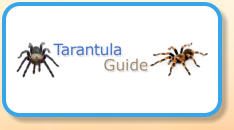 Tarantula Guide
