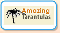 Amazing Tarantulas