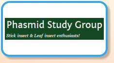 Phasmid Study Group - Looking After Stick Insects