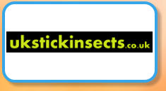 UK Stick Insects