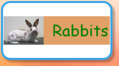 Rabbits